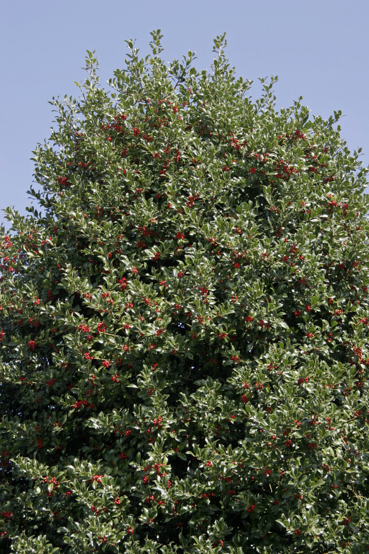 Acebo europeo con bayas rojas bajo un cielo azul 