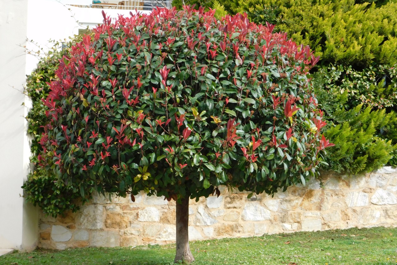 Una níspero rojo delante de un muro de jardín
