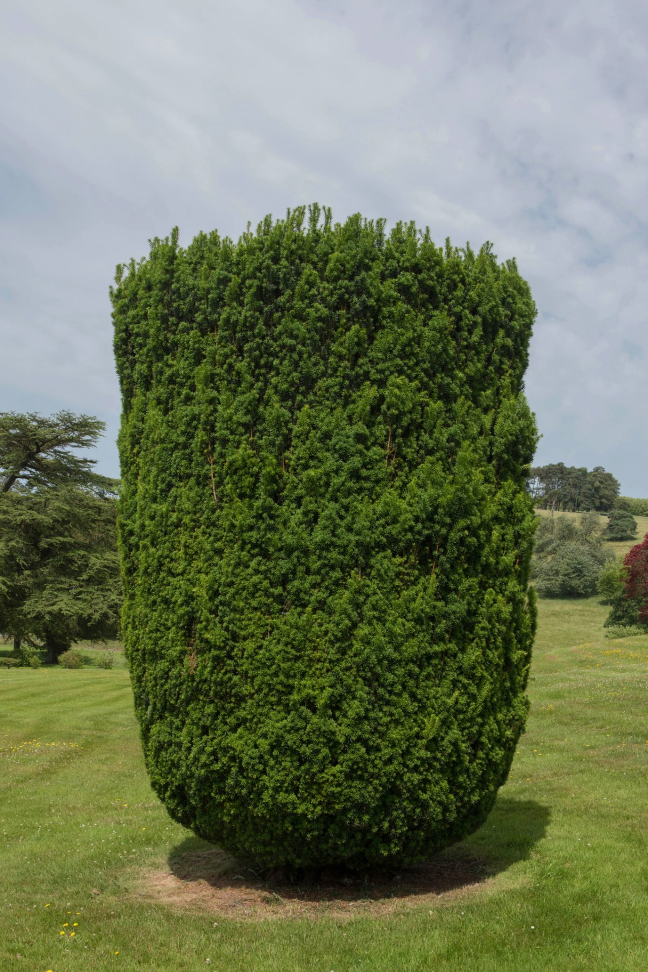 Un tejo europeo bien podado en un prado