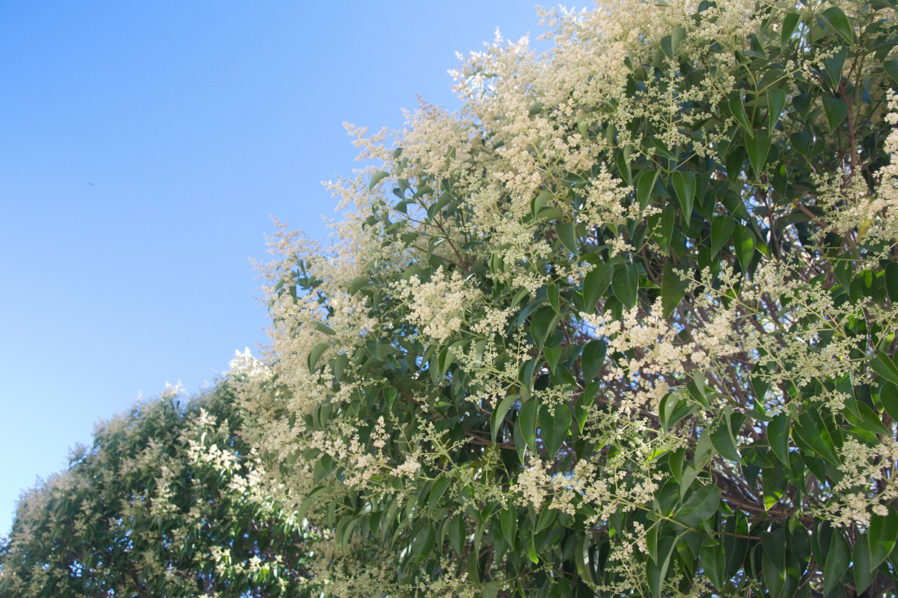 Aligustre de hoja ovalada de flor blanca