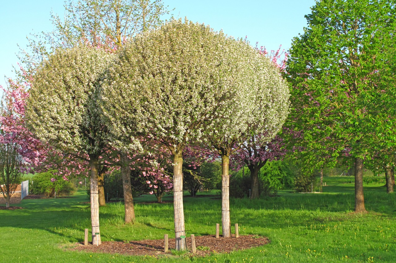 Grupo de árboles en forma de bola en un jardín pequeño