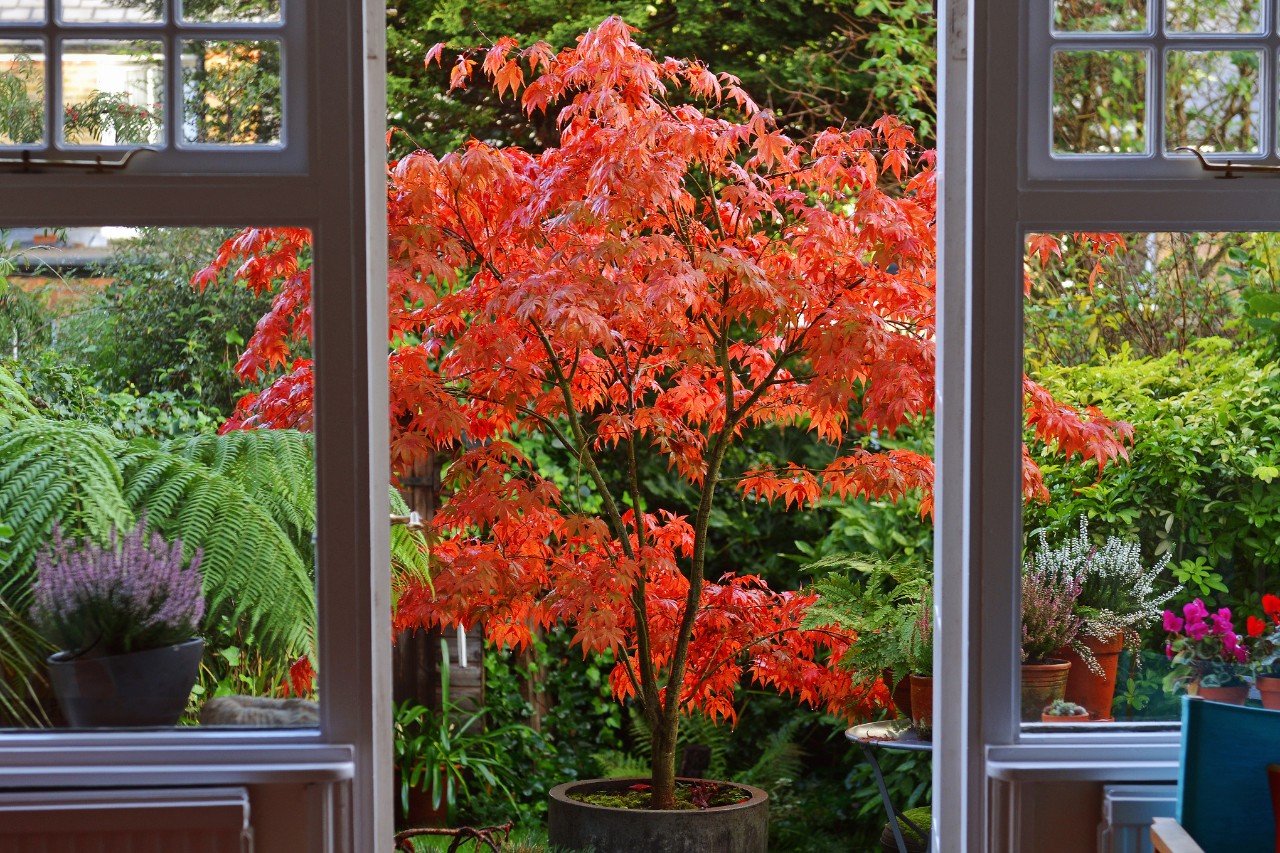 Vista de un arce rojo en abanico en un jardín pequeño