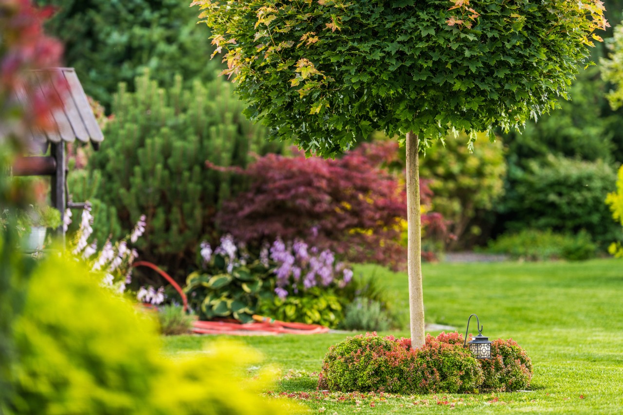 Árbol con copa redonda en un pequeño jardín