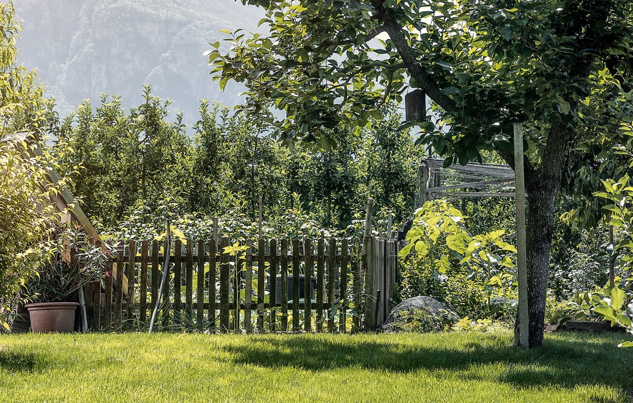 Árbol de hoja caduca en un pequeño jardín vallado