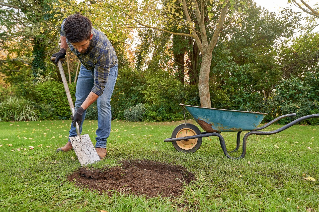Un hombre retira con la pala el césped de un hoyo para plantar un árbol