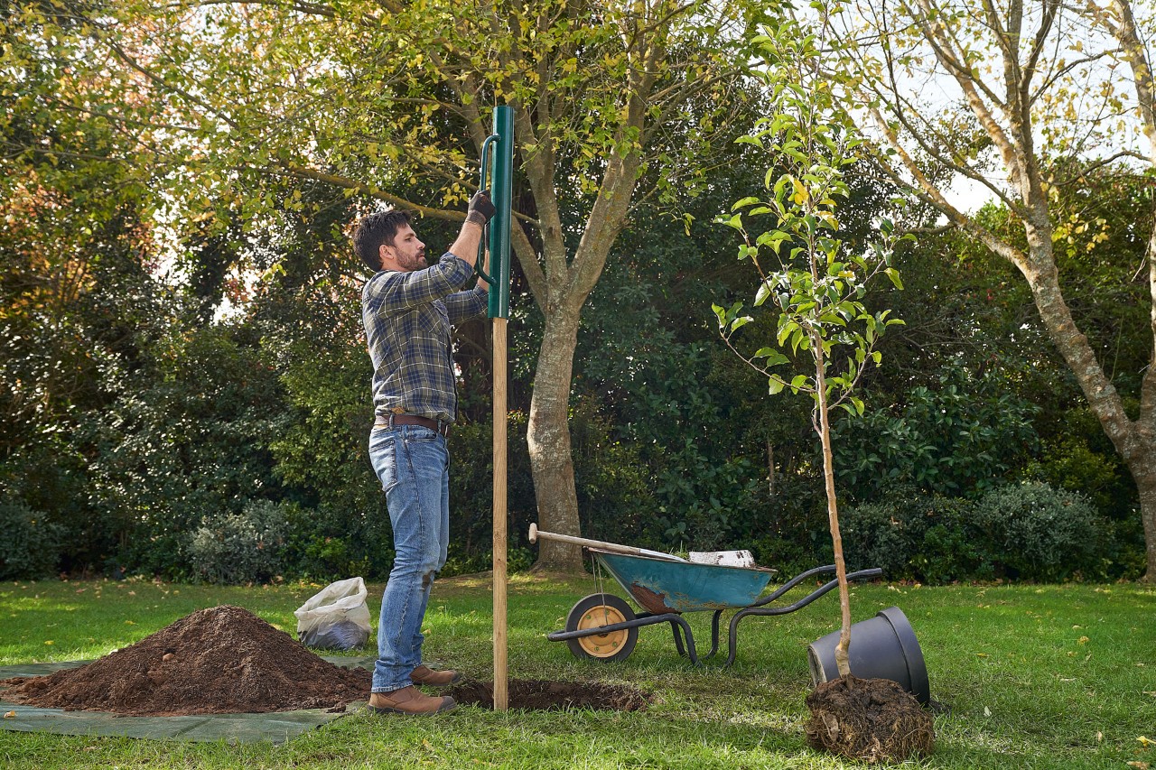 Un hombre coloca un poste de apoyo en el suelo para plantar un árbol