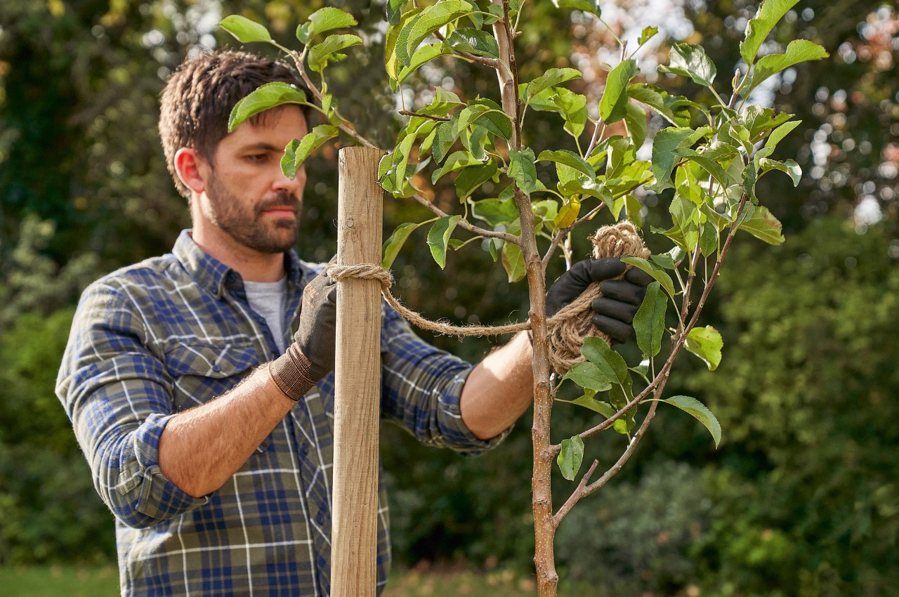 Un hombre fija un árbol plantado con una cuerda a una estaca de apoyo