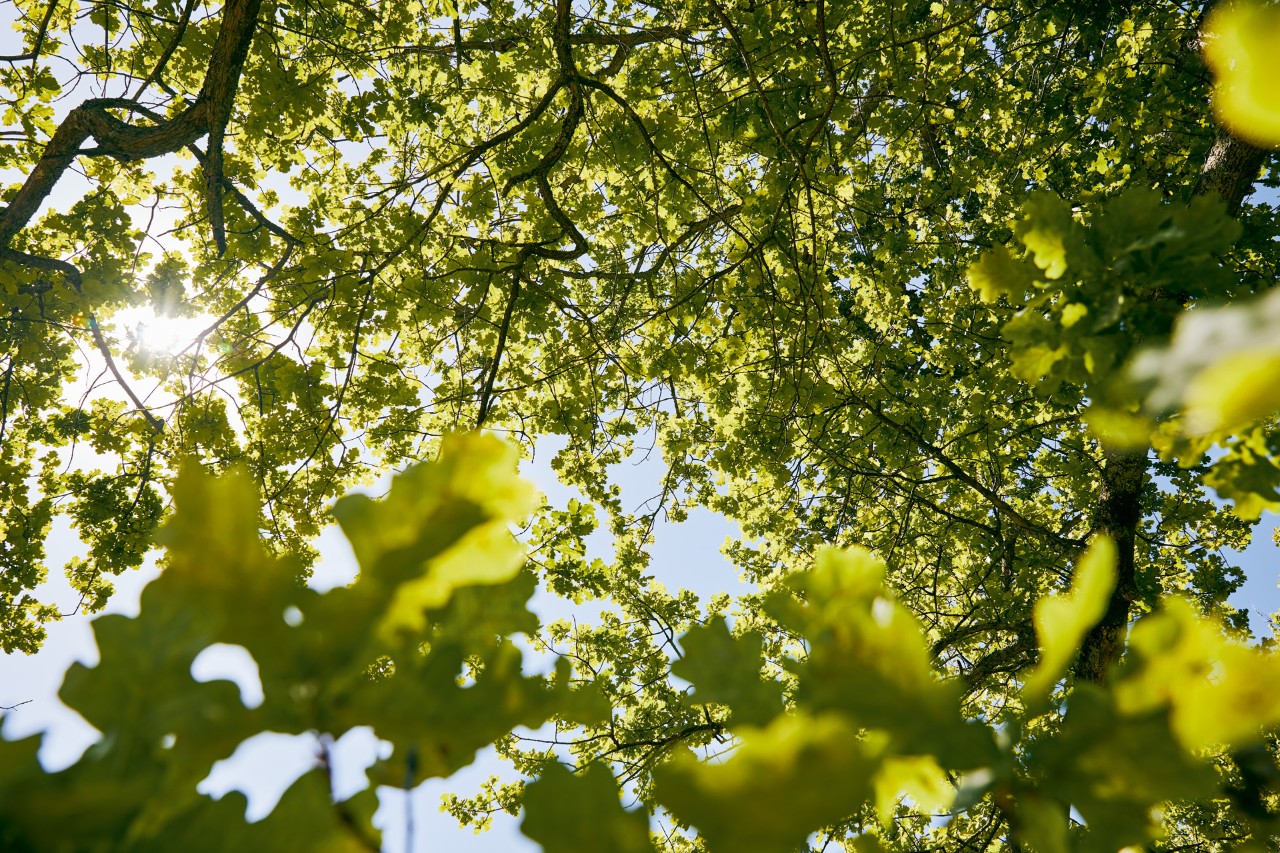 La luz del sol se proyecta a través del techo espeso y verde de una hoja de un árbol
