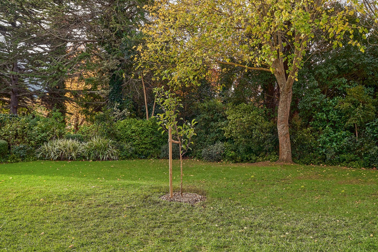 Un árbol caducifolio autoplantado con estaca de apoyo en el jardín