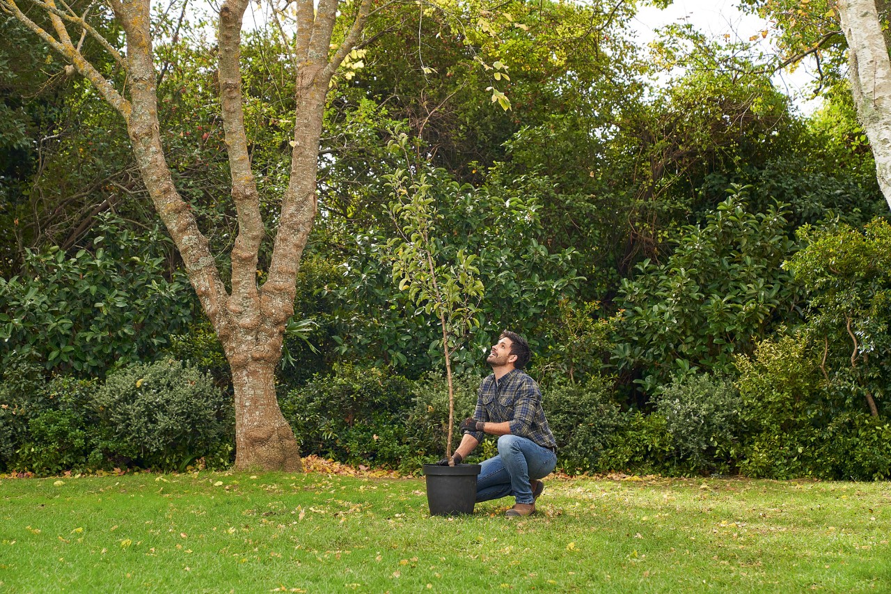 Un hombre se arrodilla en el jardín junto a un árbol para plantarlo mientras lo observa
