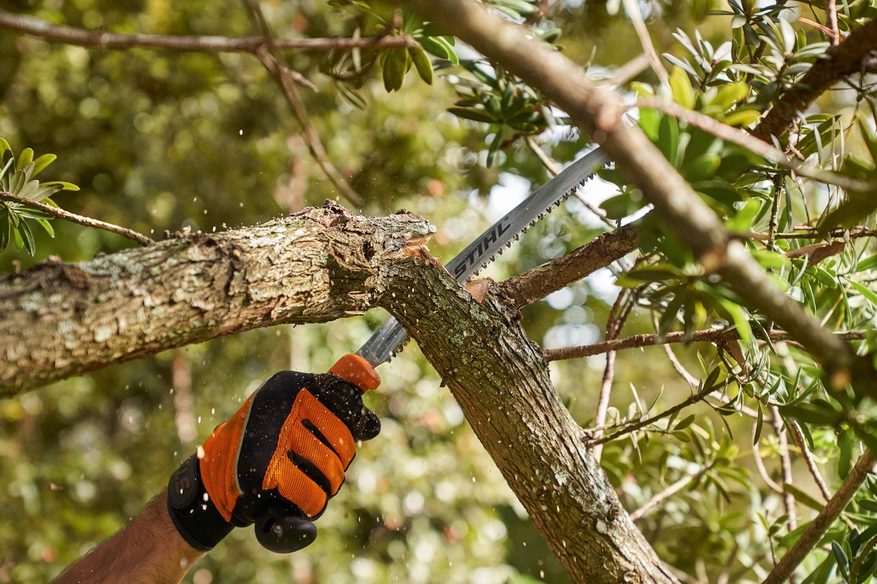 Una persona con guantes de protección STIHL corta una rama de un árbol de hoja caduca con una sierra STIHL