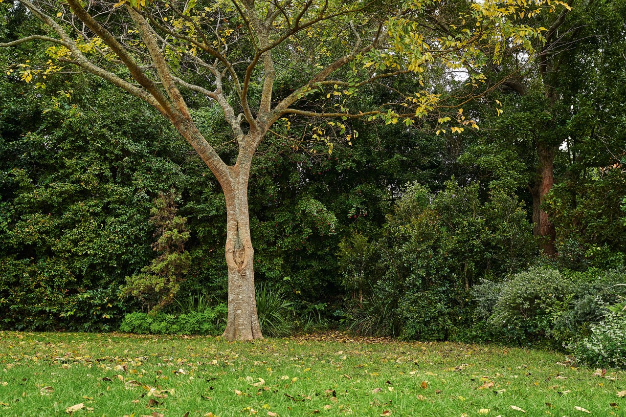 Árbol de hoja caduca en un jardín en otoño