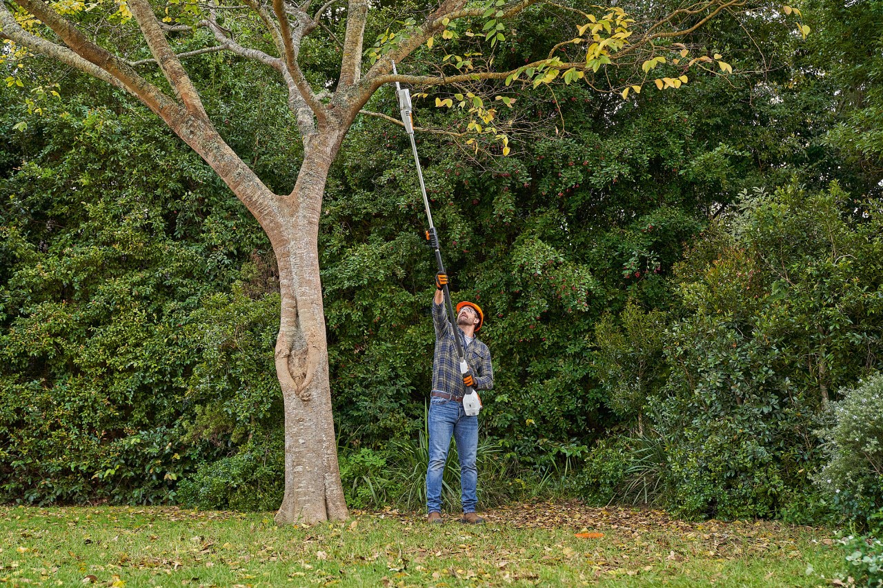 Un hombre corta una rama de un árbol caducifolio con la podadora de altura de batería STIHL HTA 56