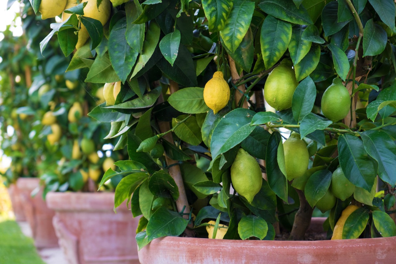 Una hilera de limoneros en macetas