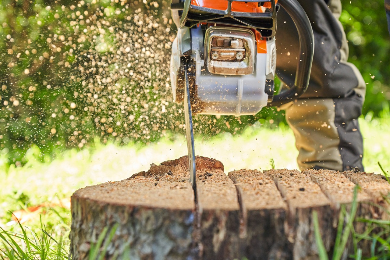 Primer plano de alguien cortando un tocón con la motosierra STIHL MS 162 