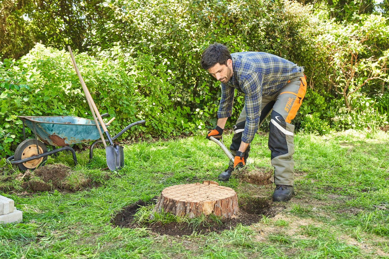 Un hombre excava una zanja plana alrededor del tocón de un árbol con una pala  