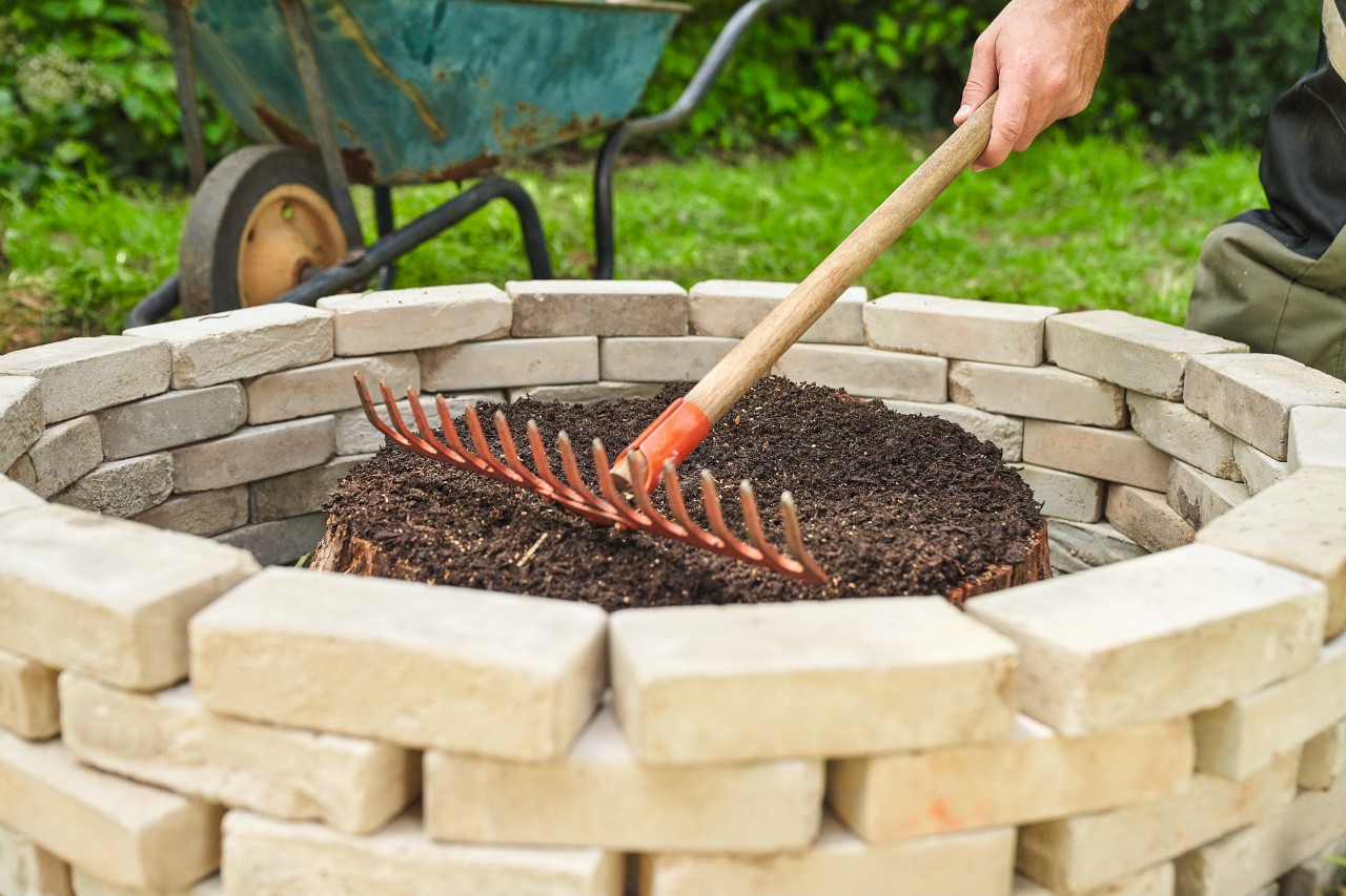 Primer plano de alguien repartiendo el compost sobre el tocón del árbol cortado con el dorso de un rastrillo 
