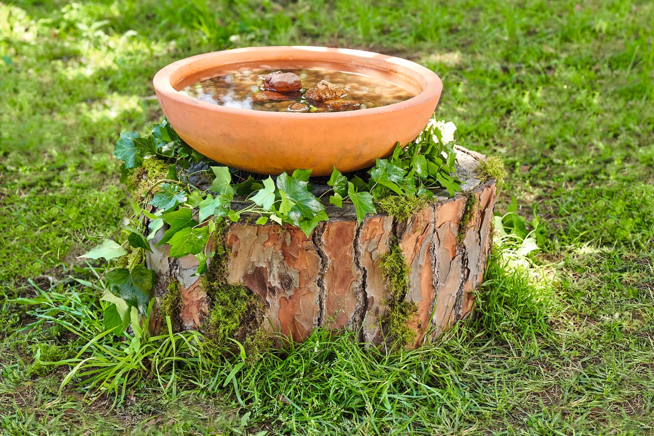Un bebedero de pájaros sobre un tocón de árbol cubierto de hiedra 