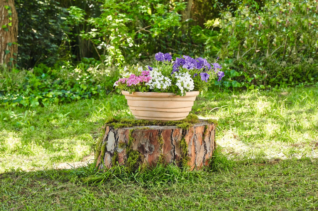 Un cuenco de flores sobre un tocón de árbol