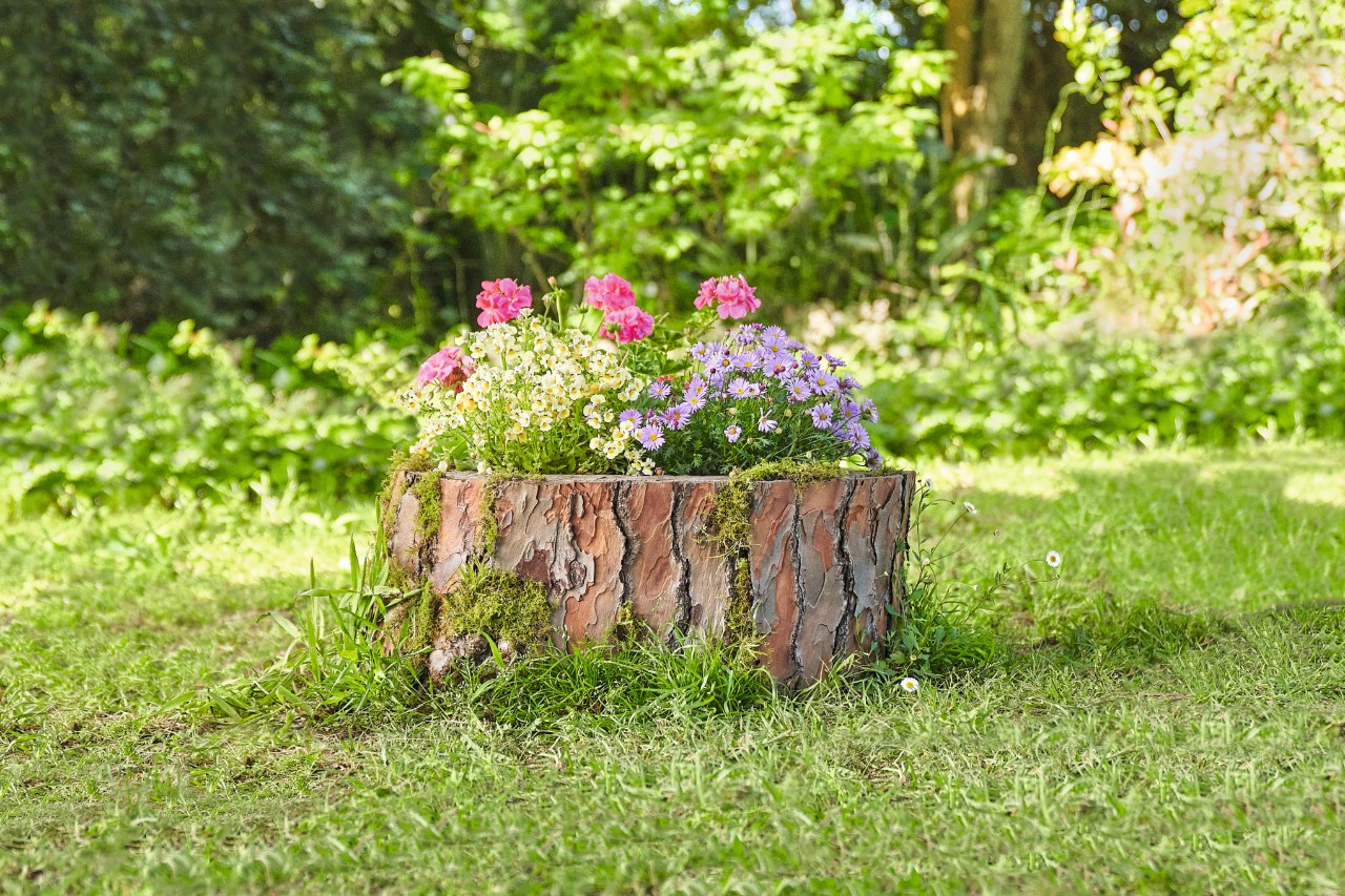 De un tocón de árbol hueco crecen flores de colores