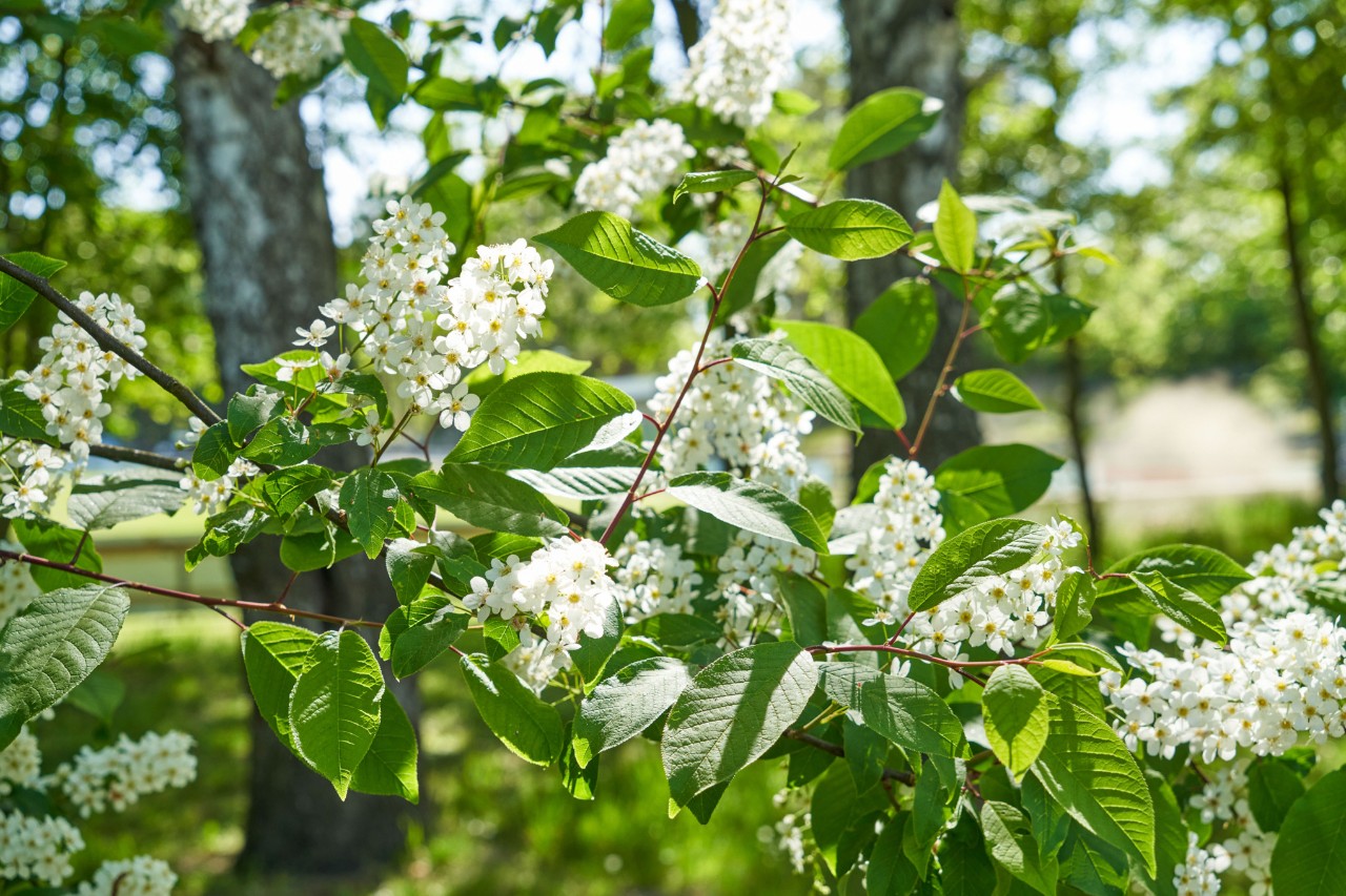 Cerezo de racimos en flor blanca