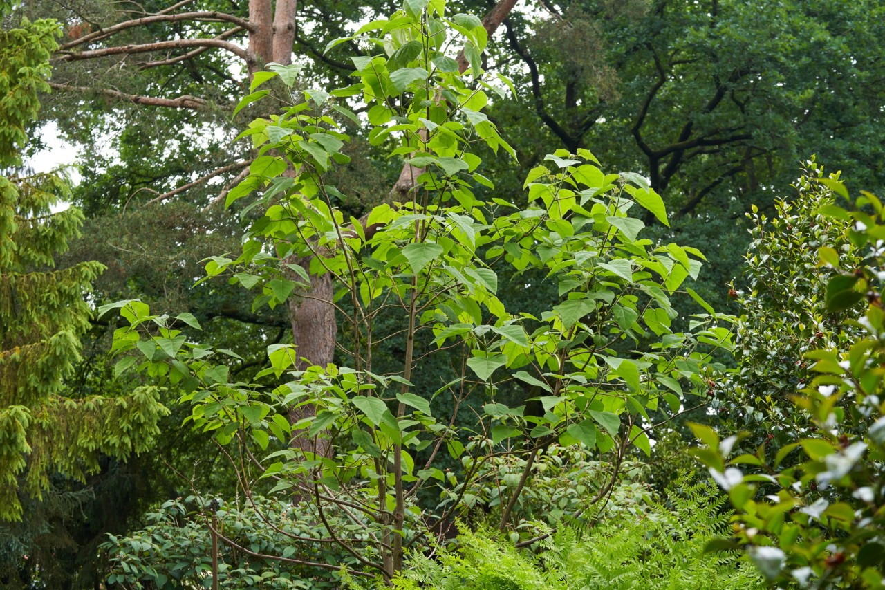 Paulonia imperial rodeada de otras plantas