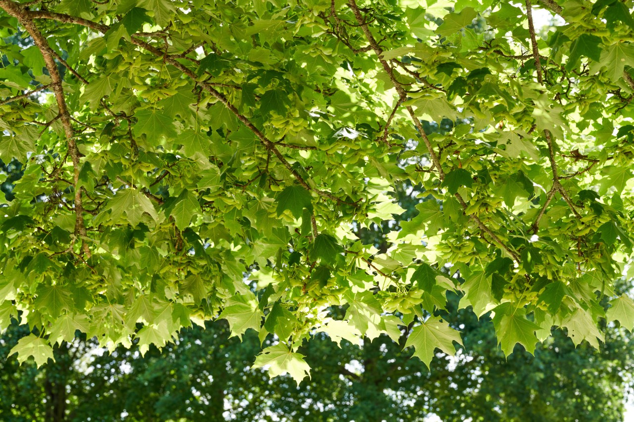 Hojas de un denso arce real verde