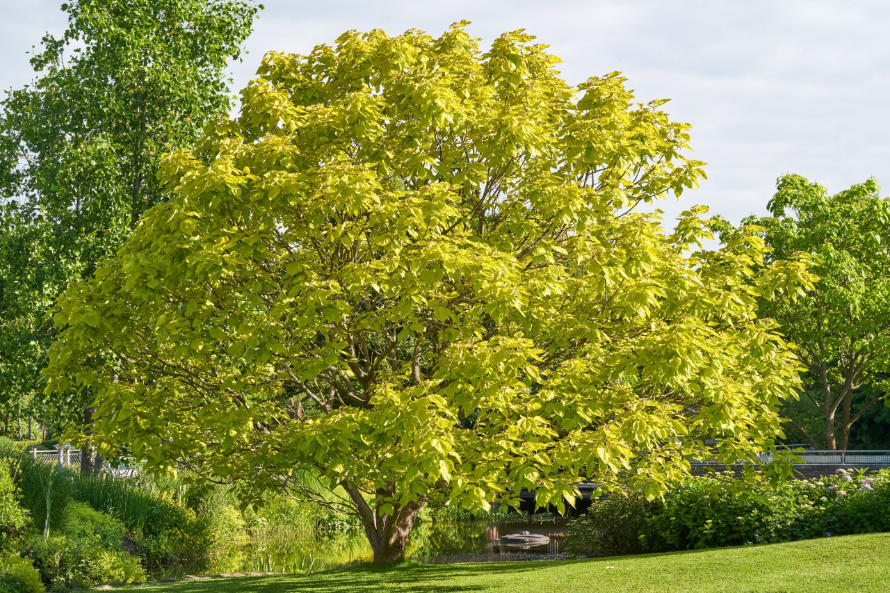 Catalpa en un prado