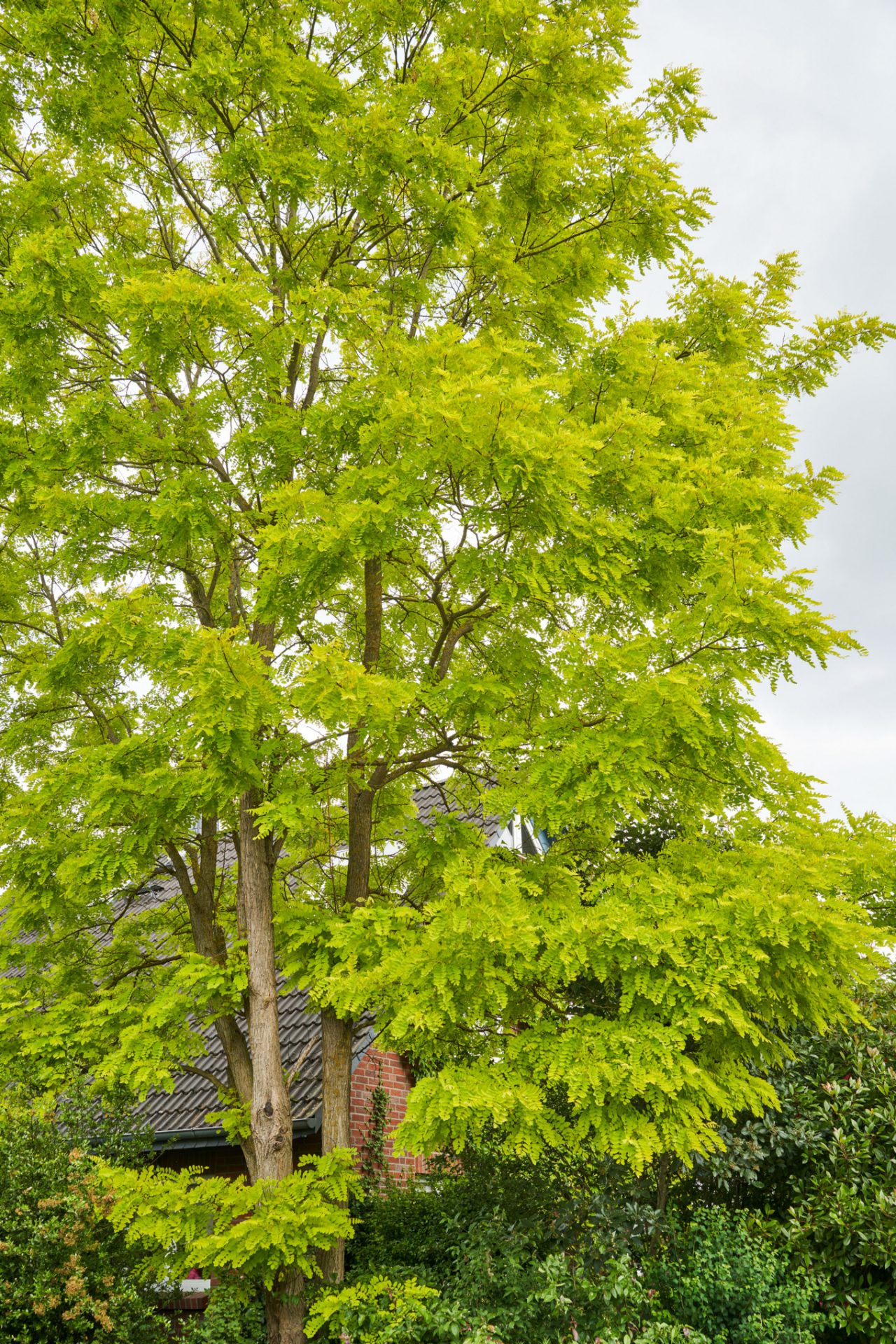 Falsa acacia con hojas verde-amarillentas