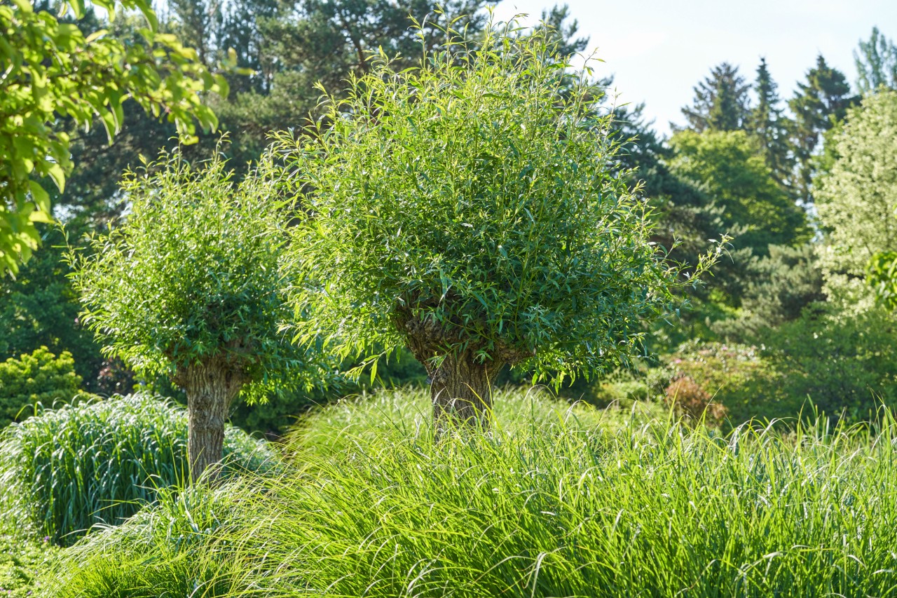 Árboles de hoja caduca y arbustos