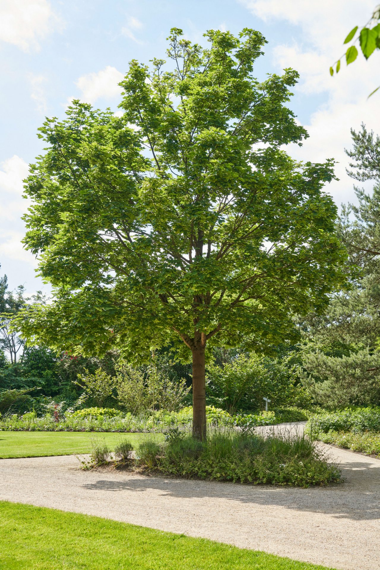 Árbol de crecimiento rápido al sol junto a un prado de césped