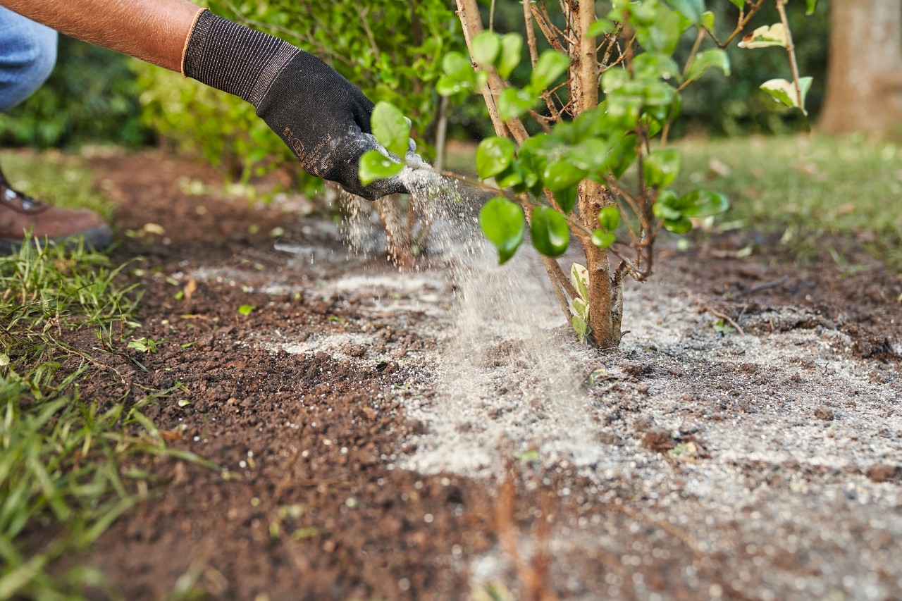 Una persona con guantes de protección abona una planta