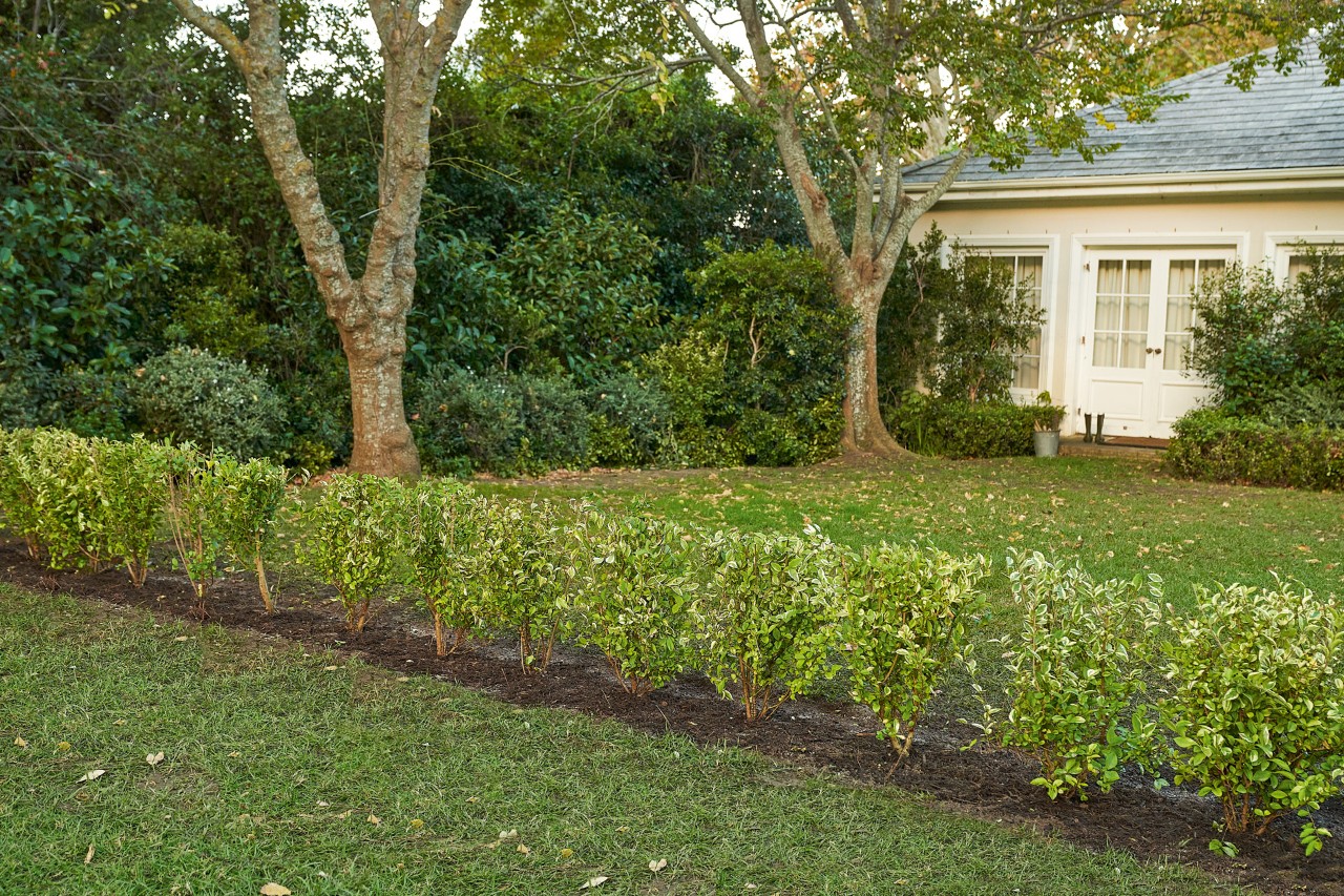 Un seto verde y bien cuidado bordea un jardín 