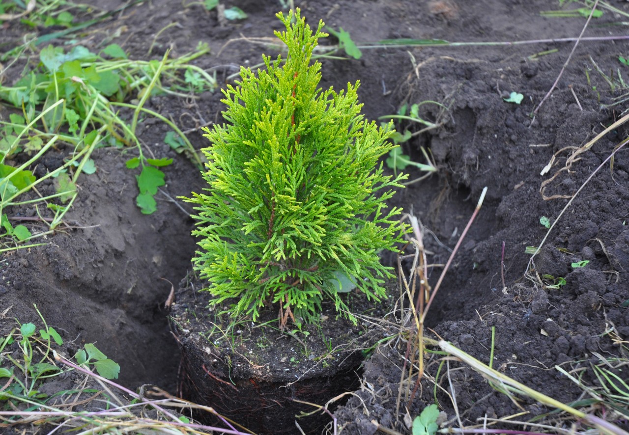 Reparar huecos en un seto pequeño replantando