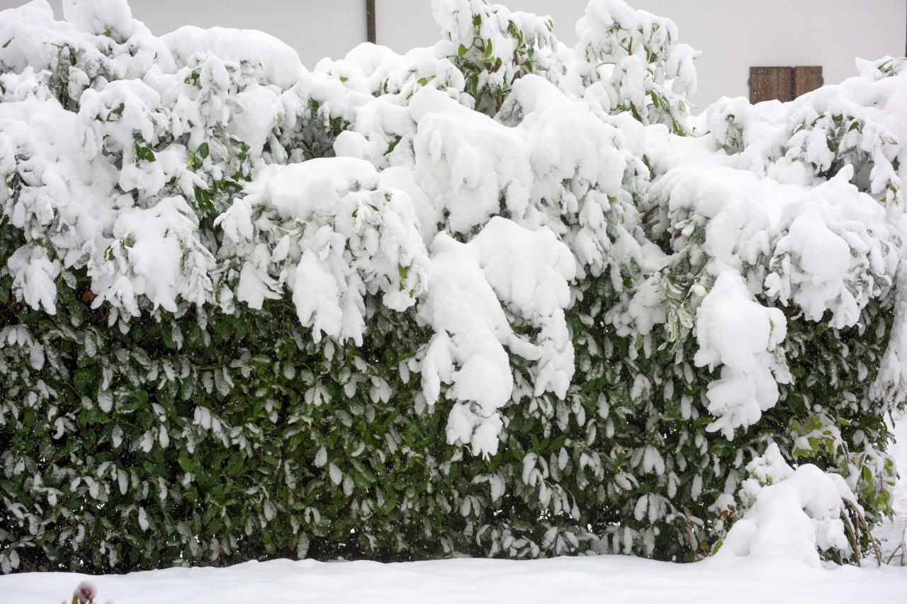 Una manta densa de nieve presiona fuertemente las ramas de un seto