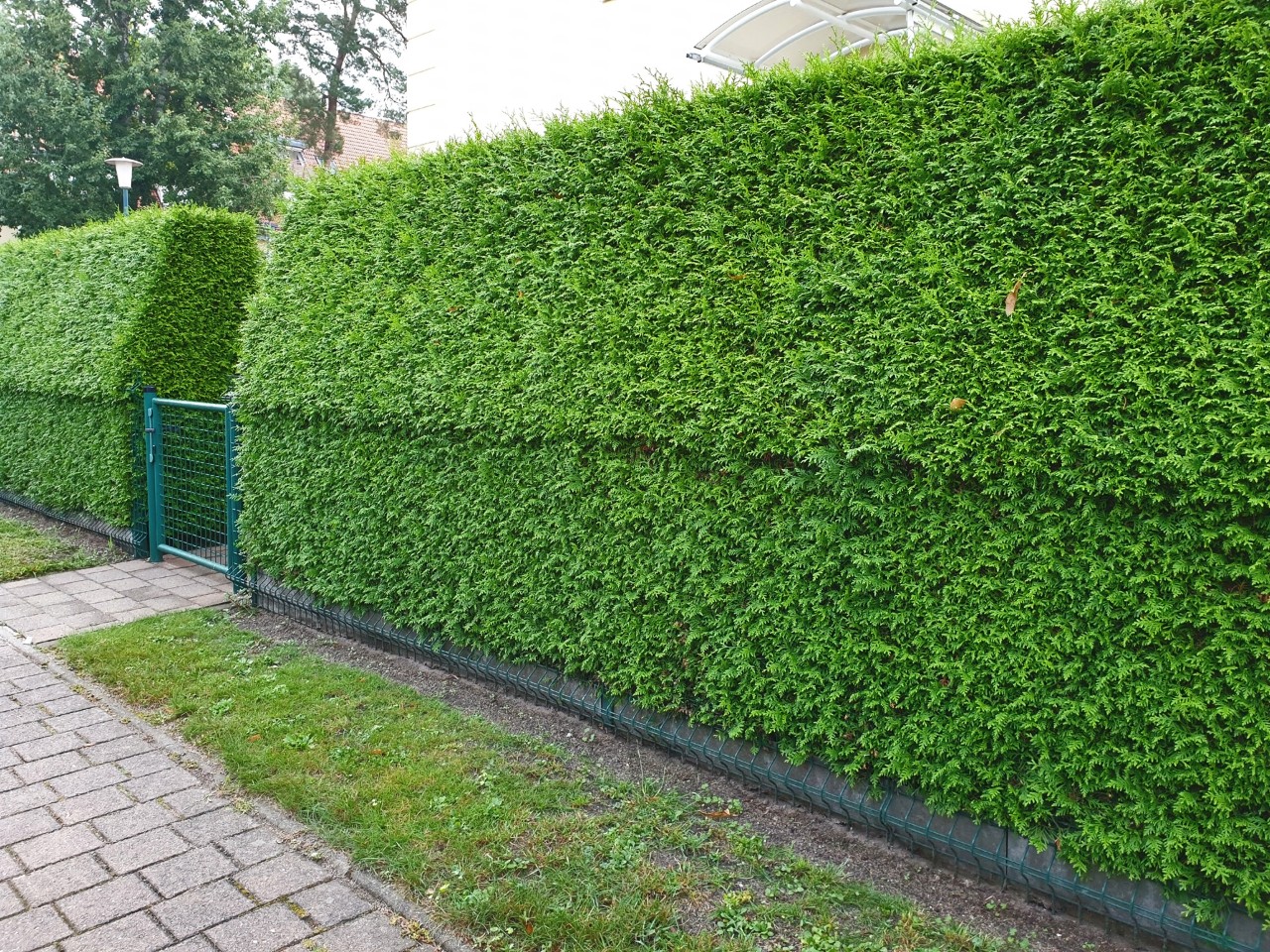 Seto de tuya verde brillante, interrumpido por una pequeña puerta verde