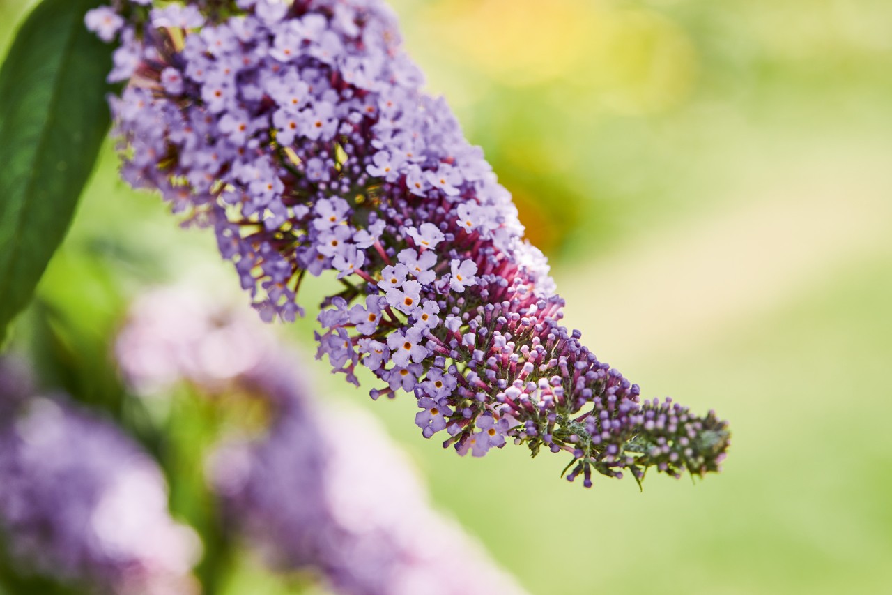 Primer plano de las flores de violeta claro como ejemplo de setos útiles para las abejas