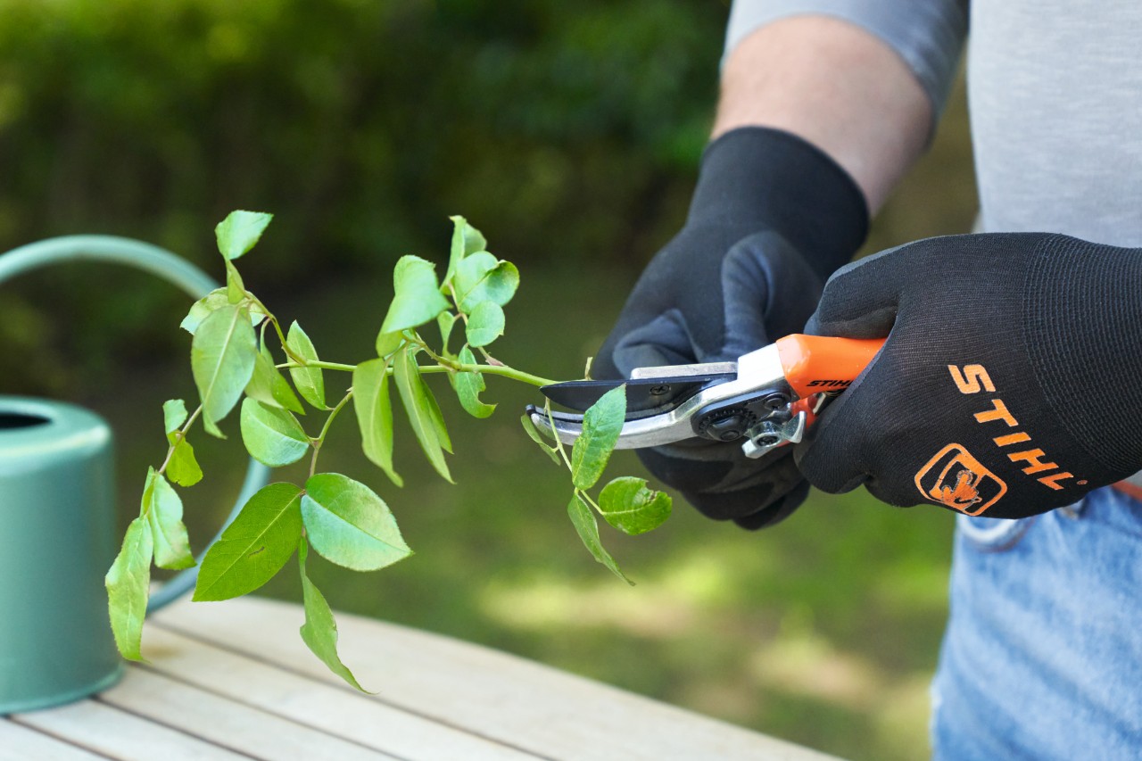 Primer plano de una persona con guantes de trabajo y tijeras para jardín cortando esquejes 