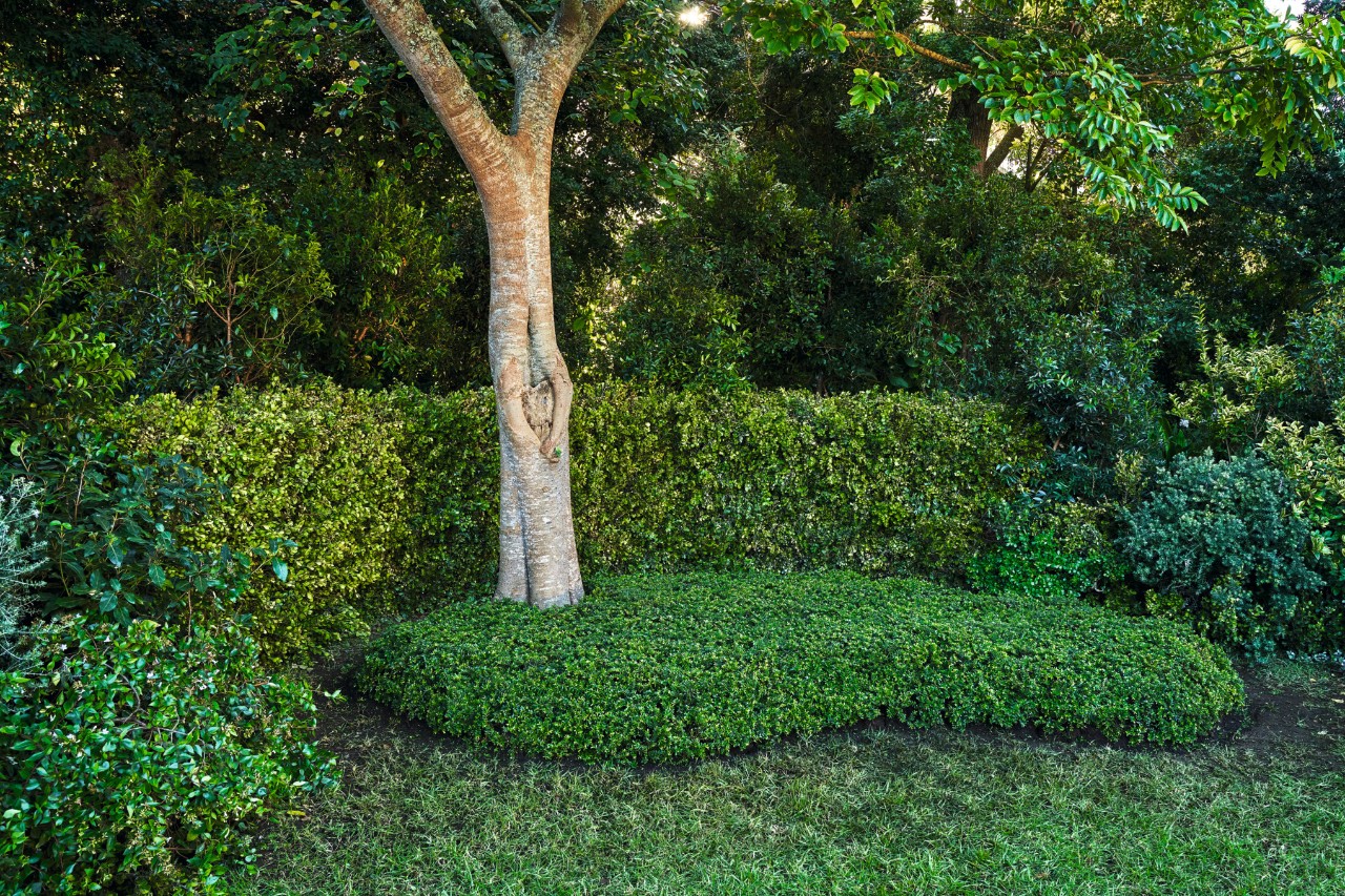 Parterre al pie de un árbol; en segundo plano, setos y arbustos