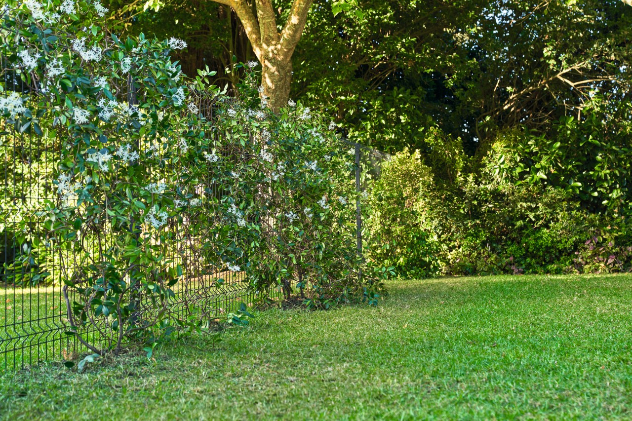 Parcela de jardín con una valla de privacidad verde  