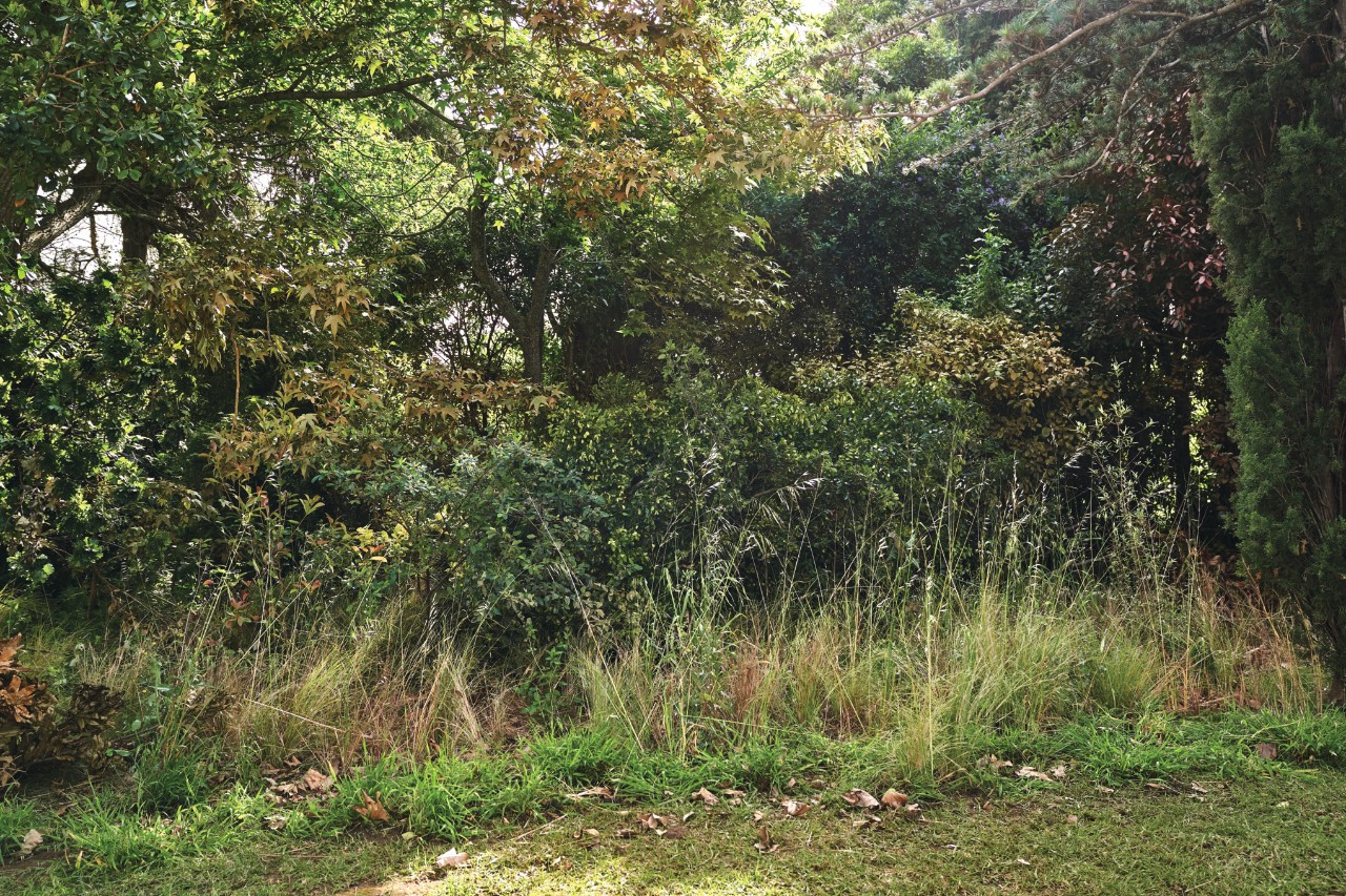 Jardín descuidado