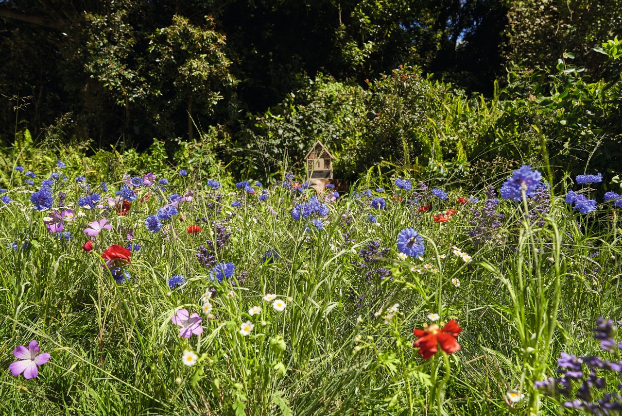 Pradera de flores silvestres con amapola y aciano, con árboles al fondo 