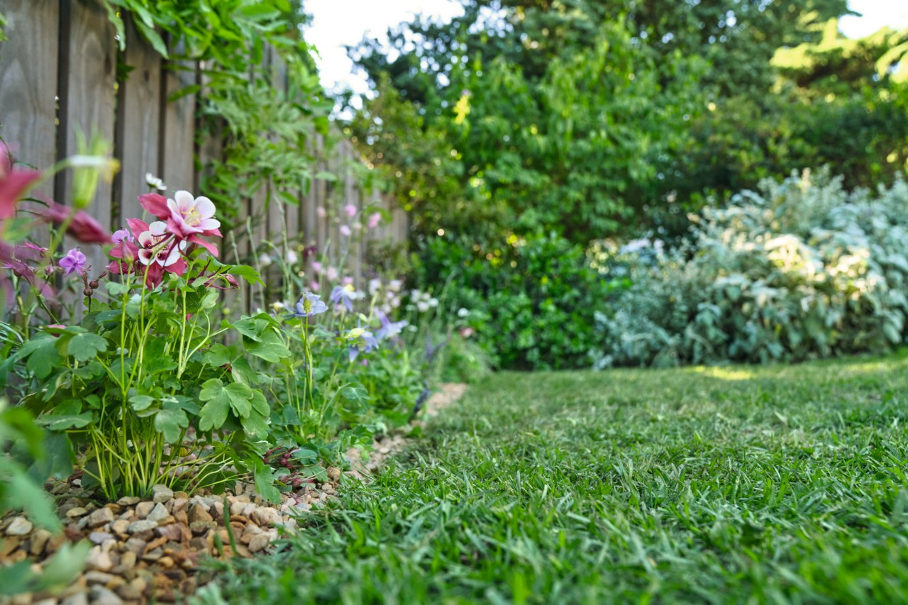 Entre el césped y la valla de madera hay una franja de flores, mientras que en segundo plano hay arbustos de jardín