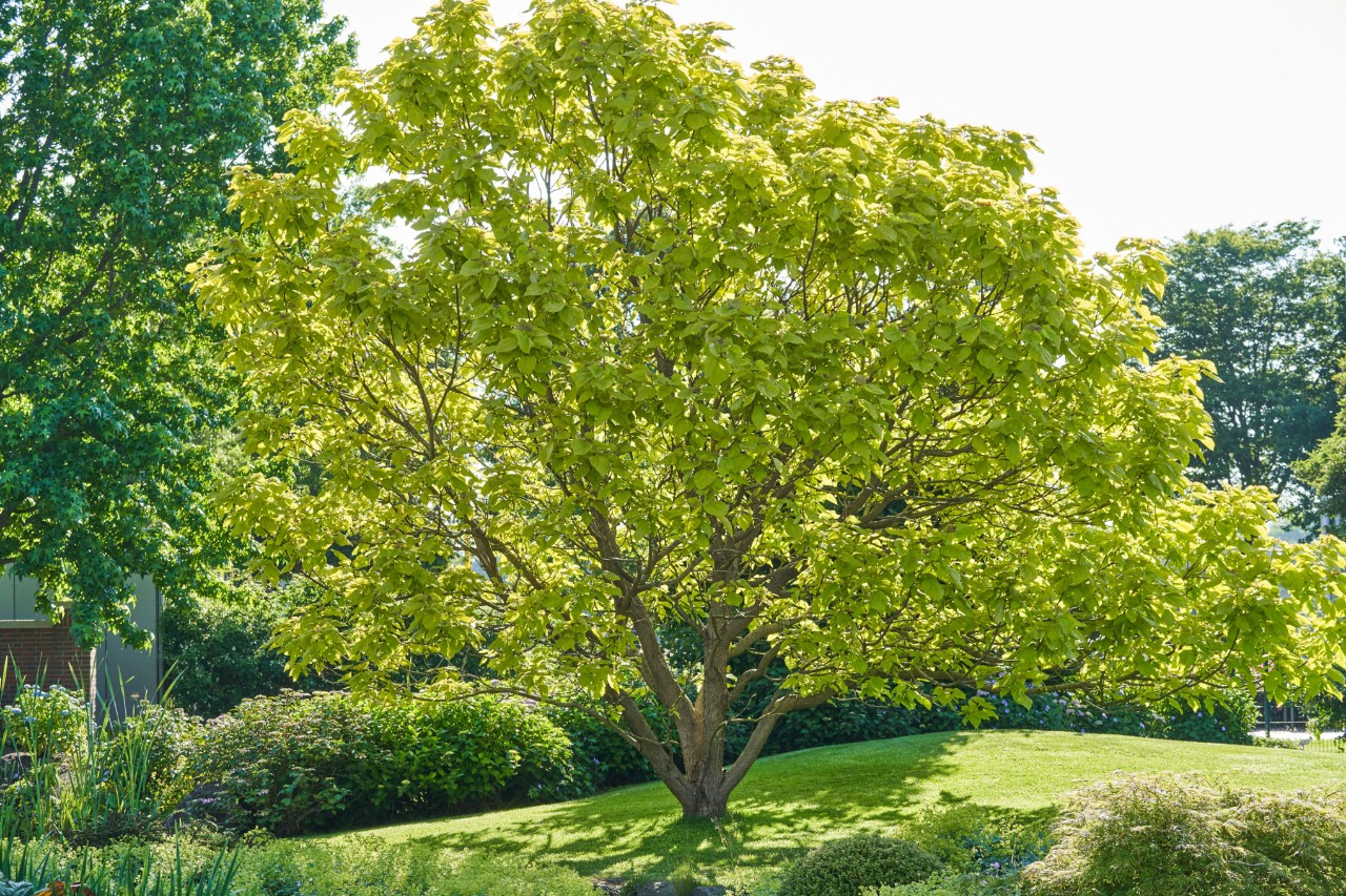 Árbol de hoja caduca al sol