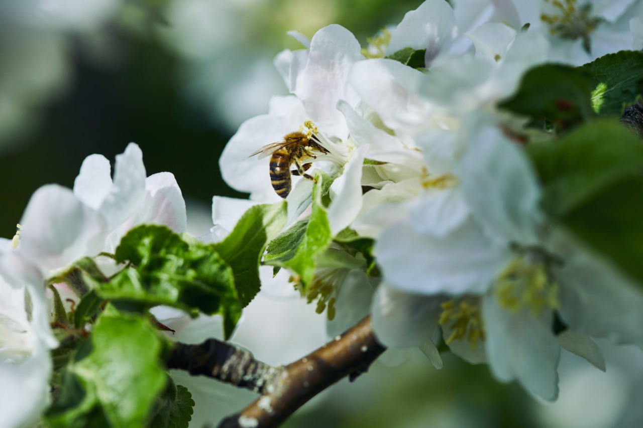 Primer plano de una abeja en una flor blanca