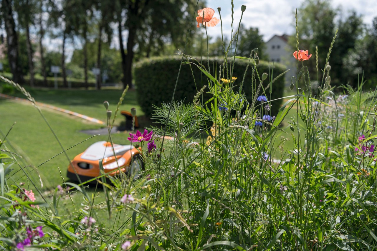 Amapola roja, aciano y otras flores silvestres; en segundo plano, un robot cortacésped STIHL iMOW® con estación de carga en un jardín 
