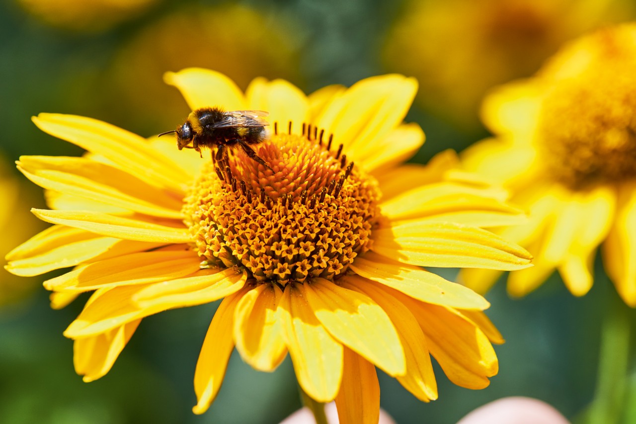 Primer plano de una abeja en una flor amarilla