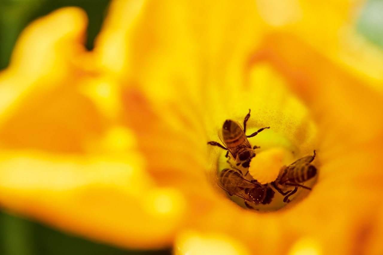Tres abejas dentro de una flor amarilla