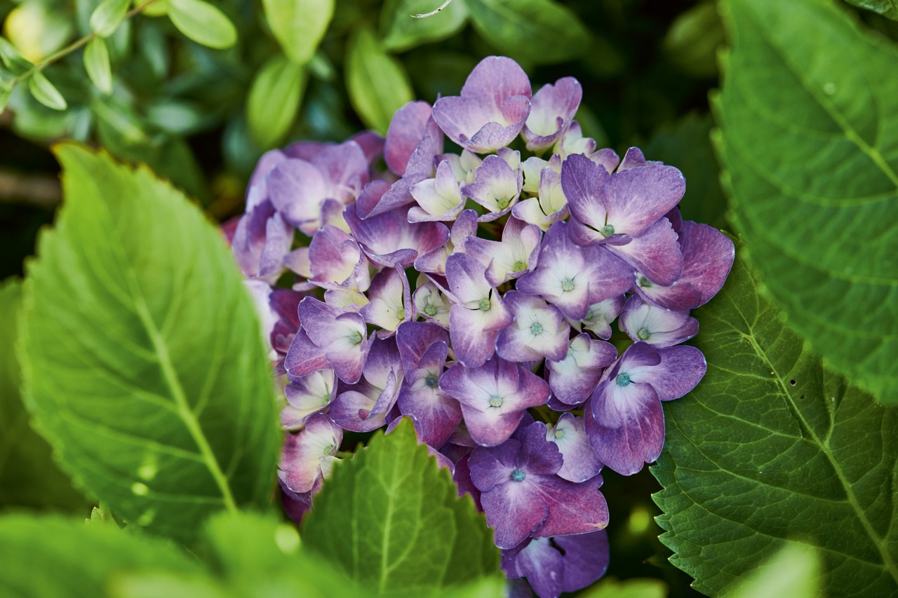 Primer plano de una hortensia morada
