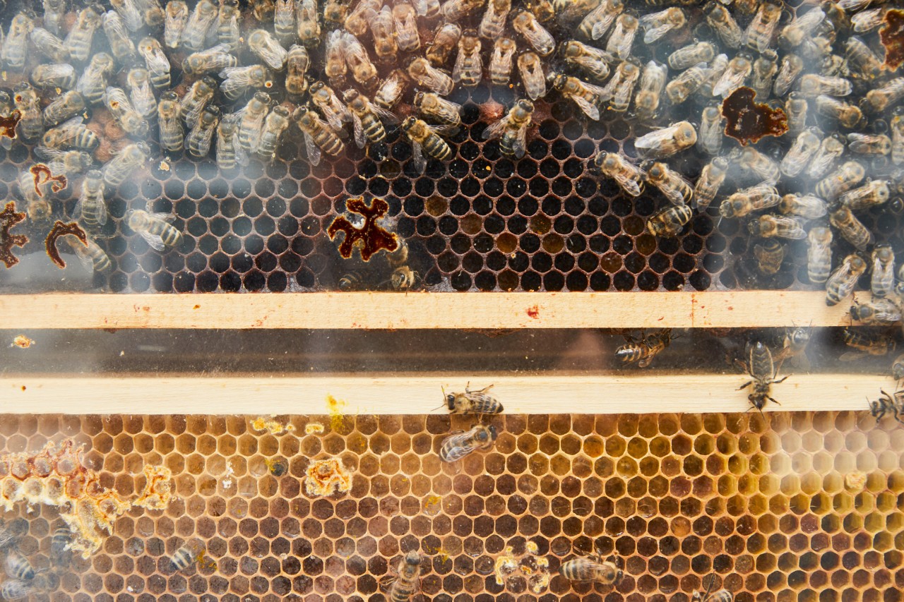 Primer plano de un panal en un cuadro de madera con muchas abejas